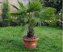 Пальма Трахикарпус - Trachycarpus D40 H190