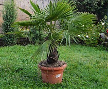 Пальма Трахикарпус - Trachycarpus D40 H190