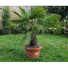 Пальма Трахикарпус - Trachycarpus D40 H190