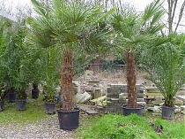Пальма Трахикарпус - Trachycarpus D70 H390