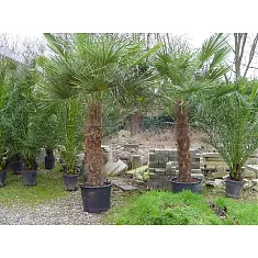 Пальма Трахикарпус - Trachycarpus D70 H390