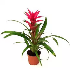 Гусмания розовая - Guzmania Buena Vista D10 H35