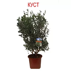 Оливковое дерево КУСТ, маслина европейская - Olea europaea D27 H80