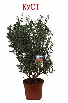 Оливковое дерево КУСТ, маслина европейская - Olea europaea D27 H80