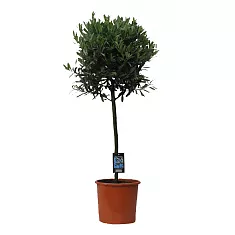 Оливковое дерево, маслина европейская - Olea europaea  D30 H150