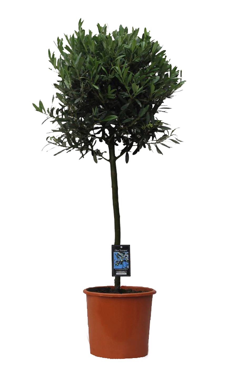 Оливковое дерево, маслина европейская - Olea europaea  D30 H150