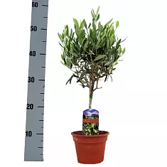 Оливковое дерево, маслина европейская - Olea europaea  D18 H55