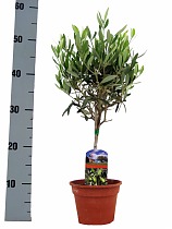 Оливковое дерево, маслина европейская - Olea europaea  D18 H55