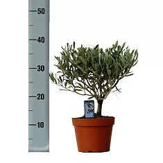 Оливковое дерево, маслина европейская - Olea europaea  H12 H35