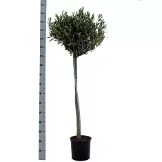 Оливковое дерево, маслина европейская - Olea europaea  D35 H160