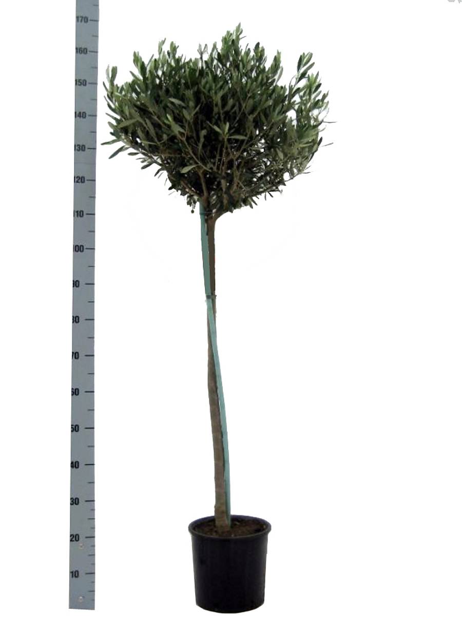 Оливковое дерево, маслина европейская - Olea europaea  D35 H160