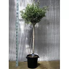 Оливковое дерево, маслина европейская - Olea europaea D40 H200