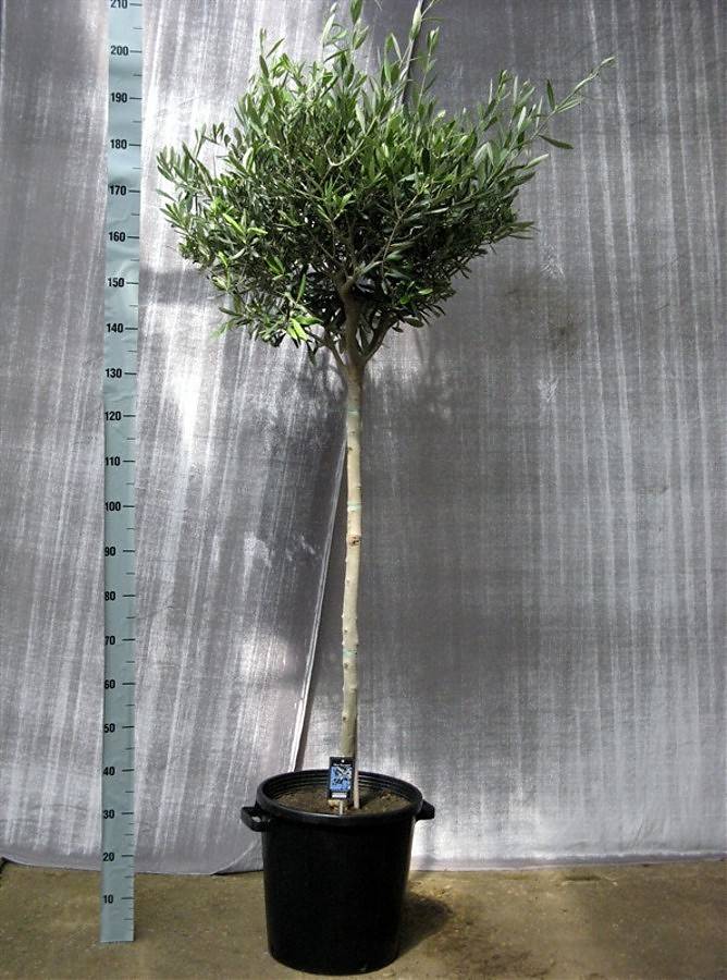 Оливковое дерево, маслина европейская - Olea europaea D40 H200