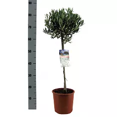 Оливковое дерево, маслина европейская - Olea europaea D18 H80