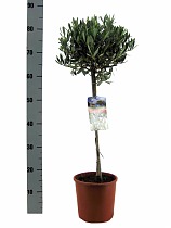 Оливковое дерево, маслина европейская - Olea europaea D18 H80