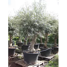 Оливковое дерево, маслина европейская - Olea europaea  D80 H250