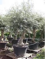 Оливковое дерево, маслина европейская - Olea europaea  D80 H250