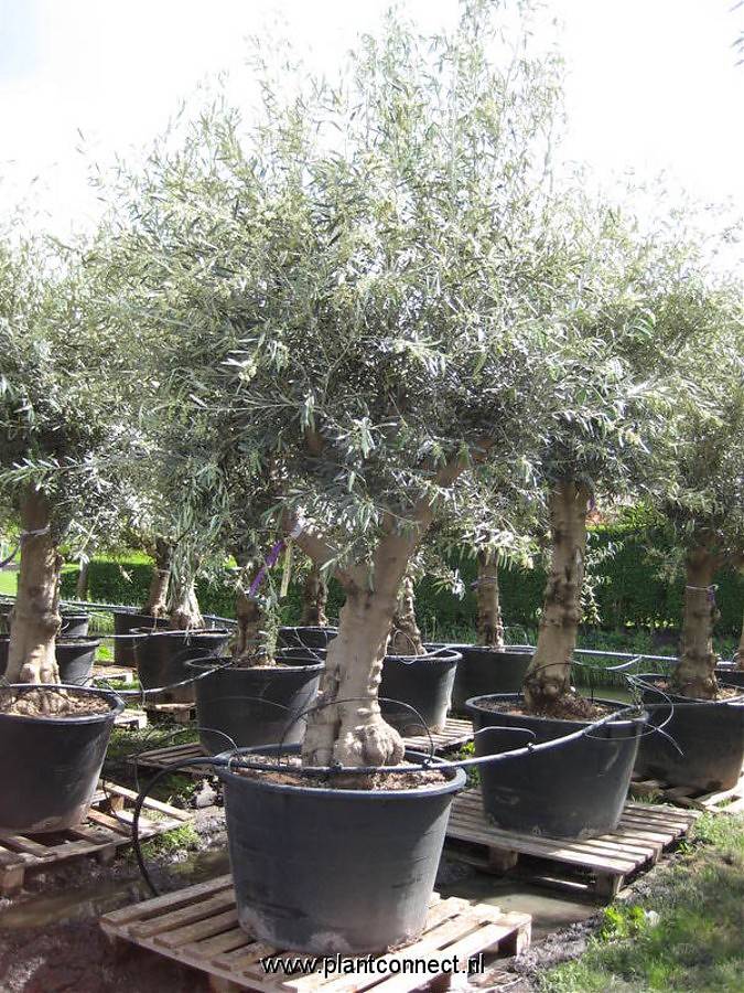 Оливковое дерево, маслина европейская - Olea europaea  D80 H250