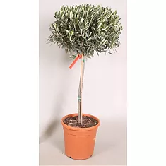 Оливковое дерево, маслина европейская - Olea europaea  D35 H180