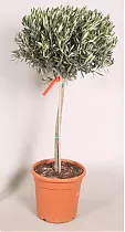 Оливковое дерево, маслина европейская - Olea europaea  D35 H180