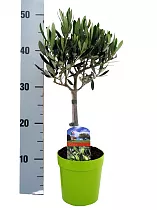 Оливковое дерево, маслина европейская - Olea europaea  D15 H50