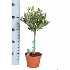 Оливковое дерево, маслина европейская - Olea europaea D12 H45