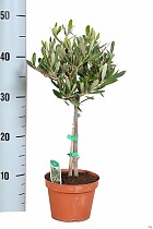 Оливковое дерево, маслина европейская - Olea europaea D12 H45