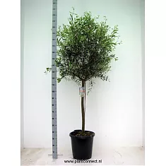 Оливковое дерево, маслина европейская - Olea europaea  D45 H220