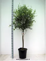 Оливковое дерево, маслина европейская - Olea europaea  D45 H220