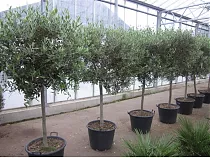 Оливковое дерево, маслина европейская - Olea europaea  D40 H210