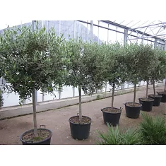 Оливковое дерево, маслина европейская - Olea europaea  D40 H210