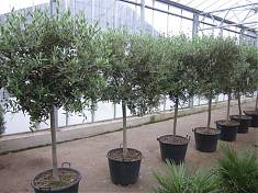 Оливковое дерево, маслина европейская - Olea europaea  D40 H210