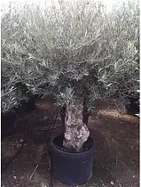 Олива бонсай - Olea Bonzai D70 H230