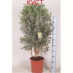 Оливковое дерево КУСТ, маслина европейская - Olea europaea   D25 H130