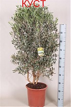 Оливковое дерево КУСТ, маслина европейская - Olea europaea   D25 H130