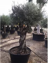 Олива бонсай - Olea Bonzai (oud Hout) D70 H220