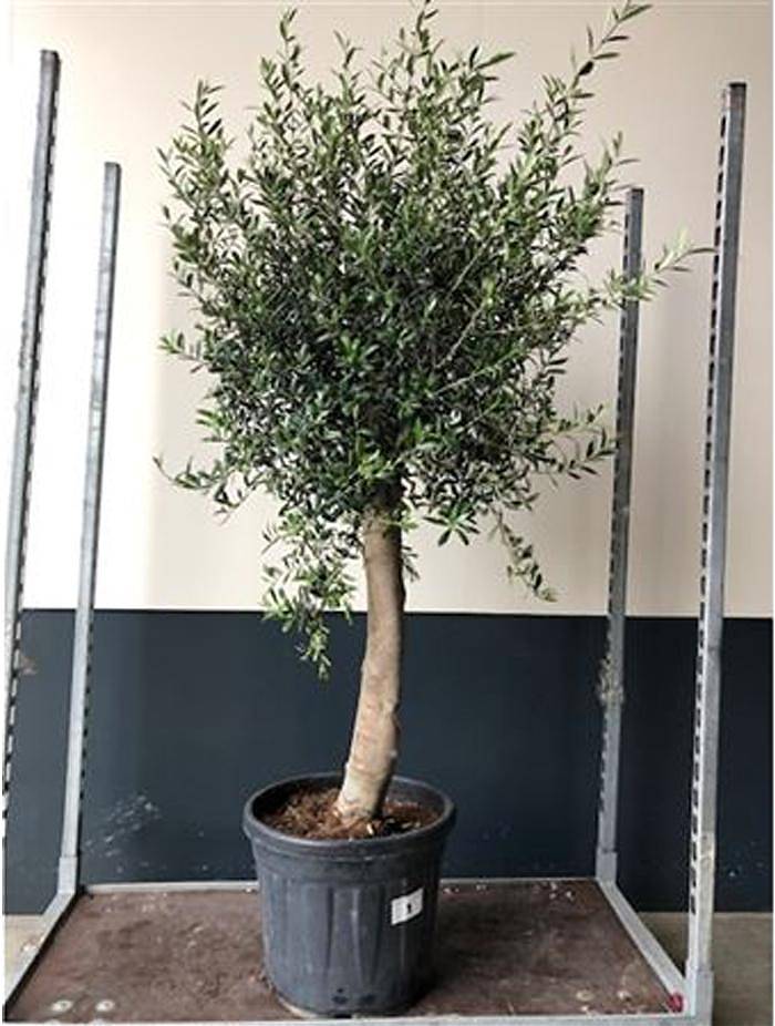 Оливковое дерево, маслина европейская штамб - Olea Op Stam D40 H170