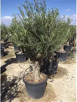 Олива бонсай - Olea Bonzai D60 H180