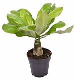 Пальма Бригамия роки D12 H25