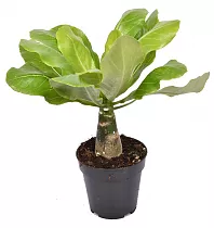 Пальма Бригамия роки D12 H25