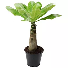 Пальма Бригамия инсигнис D12 H30