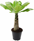 Пальма Бригамия инсигнис D12 H30