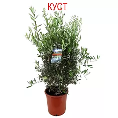 Оливковое дерево КУСТ, маслина европейская - Olea europaea D27 H120