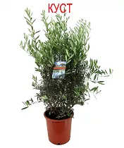 Оливковое дерево КУСТ, маслина европейская - Olea europaea D27 H120