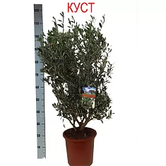 Оливковое дерево КУСТ, маслина европейская - Olea europaea  D25 H110