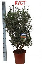 Оливковое дерево КУСТ, маслина европейская - Olea europaea  D25 H110