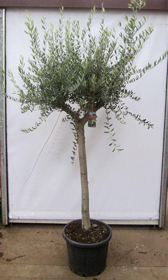 Оливковое дерево, маслина европейская - Olea europaea D55 H230