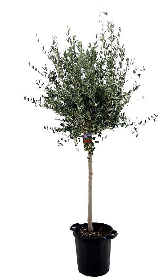Оливковое дерево, маслина европейская - Olea europaea D40 H210