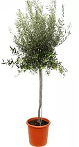 Оливковое дерево, маслина европейская - Olea europaea D40 H250