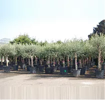 Оливковое дерево, маслина европейская - Olea europaea D60 H200